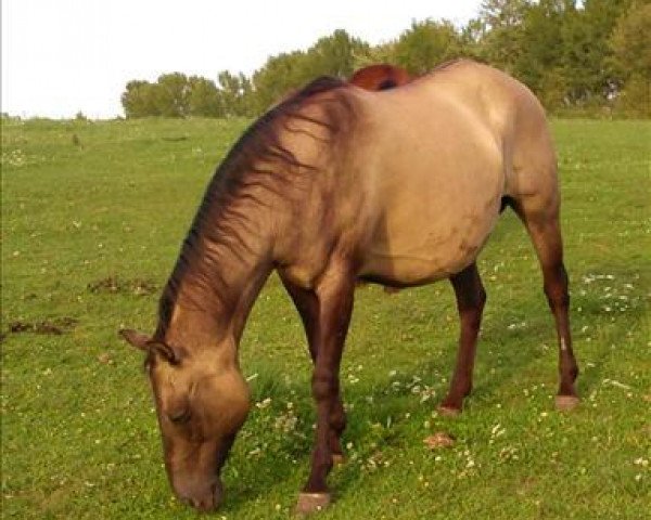 Zuchtstute Shes Eternally Nifty (Quarter Horse, 1992, von Hes A Nifty Jac)