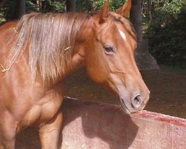 Zuchtstute Skiddings Bambie (Quarter Horse, 1999, von Traveler Prescript)