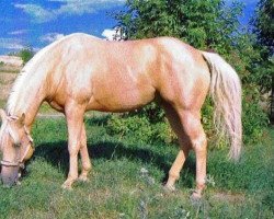 Deckhengst Windsticker Jac (Quarter Horse, 2003, von Bart Dun It)