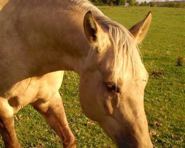 broodmare Dun Its Mary Lou (Quarter Horse,  , from Bart Dun It)