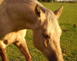 Zuchtstute Dun Its Mary Lou (Quarter Horse,  , von Bart Dun It)