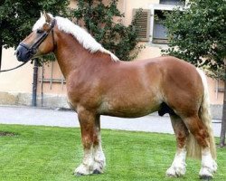 stallion Eisenberg (Rhenish-German Cold-Blood, 2005, from Endo)