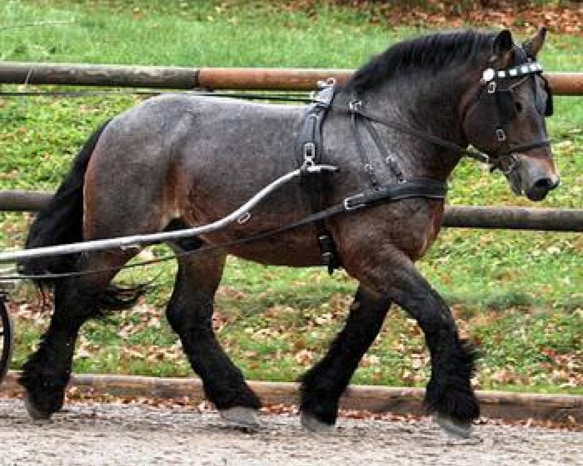 Deckhengst Emir (Rheinisch-Deutsches Kaltblut, 2002, von Erik)