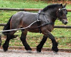 stallion Emir (Rhenish-German Cold-Blood, 2002, from Erik)