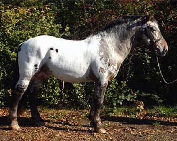 stallion Homer-Nero (South German draft horse, 2003, from Harlekin-Nero)