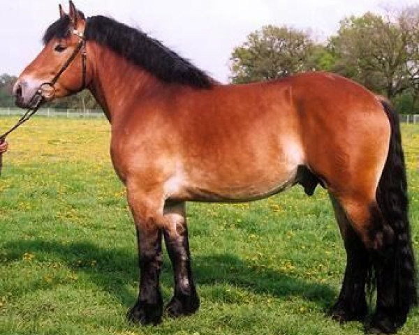 stallion Orlando (Trakehner, 2005, from Orloff)