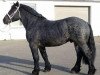 stallion Favorit (Belgian Warmblood, 2005, from Friedhelm)