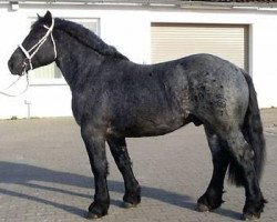 Deckhengst Favorit (Belgisches Warmblut, 2005, von Friedhelm)