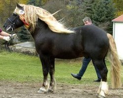 stallion Mister (Black Forest Horse, 2002, from Merlin)