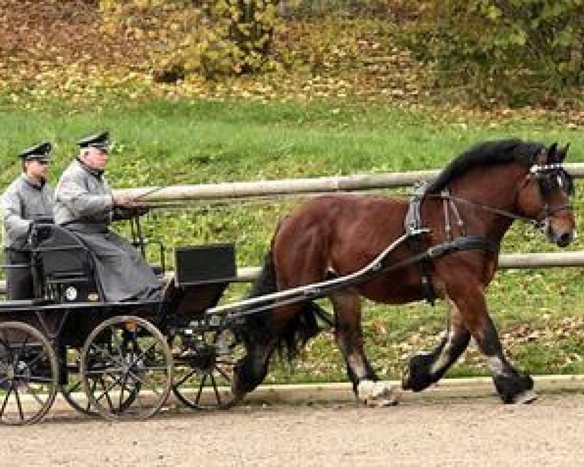 Deckhengst Lausbub (Rheinisch-Deutsches Kaltblut, 2004, von Loustique d'el Mer)