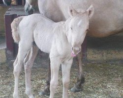 Deckhengst Simkabars Dun It Kid (Quarter Horse, 2009, von Simkabars Bravekid)