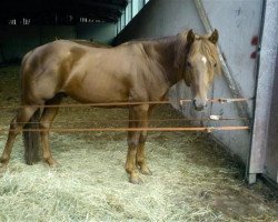 Deckhengst Eyed Jack Sundance (Quarter Horse, 2004, von Bart Dun It)