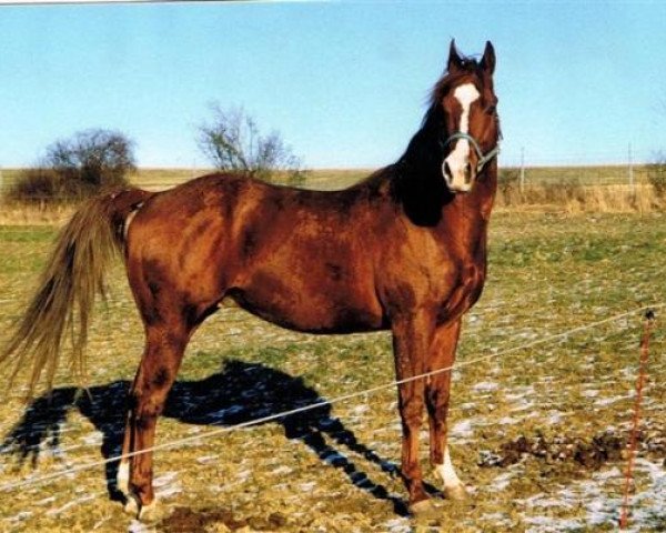 Deckhengst Echodator (Quarter Horse, 1993, von The Intimidator)