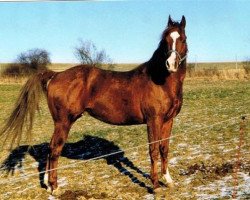 stallion Echodator (Quarter Horse, 1993, from The Intimidator)