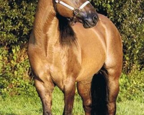 stallion Simkabar Kid (Quarter Horse, 1993, from Brennas Kid)