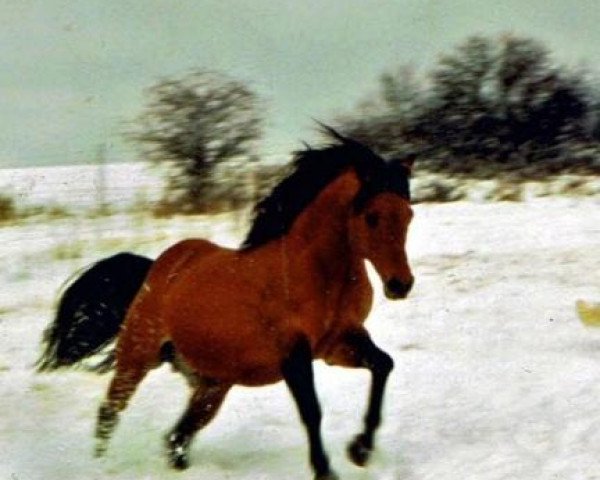 Deckhengst Bart Dun It (Quarter Horse, 1991, von Hollywood Dun It)