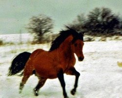 stallion Bart Dun It (Quarter Horse, 1991, from Hollywood Dun It)