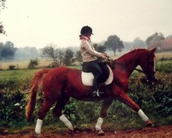 Pferd Pan Tau 33 (Hessisches Warmblut, 1988, von Philippo)