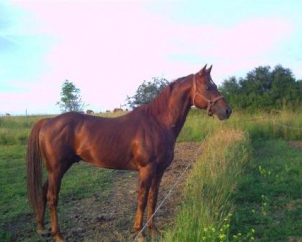 Deckhengst Sporty King Barr 234 (Quarter Horse, 1996, von King Barr 234)