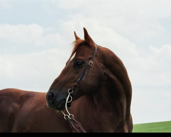 stallion King Barr 234 (Quarter Horse, 1989, from Crockett Gay Bar)