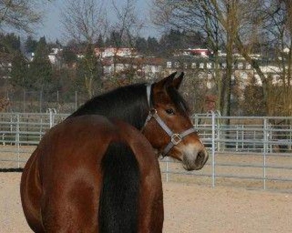 Pferd Beckwith Conti Barr (Quarter Horse, 2008, von King Barr 234)