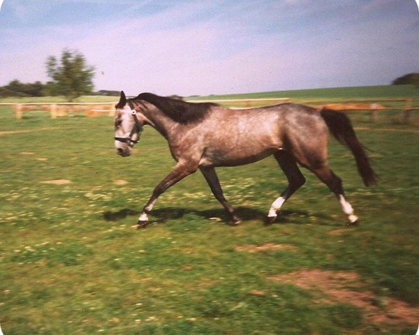 Pferd Susett (Mecklenburger, 1993, von Solar)