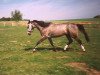 horse Susett (Mecklenburg, 1993, from Solar)