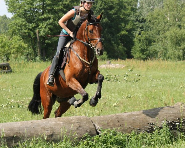 horse Josefin (German Warmblood, 2001, from Laurencio)
