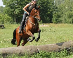 Pferd Josefin (Deutsches Reitpferd, 2001, von Laurencio)