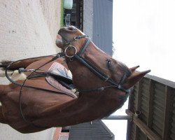 jumper Empire T (Hanoverian, 2006, from Escudo I)