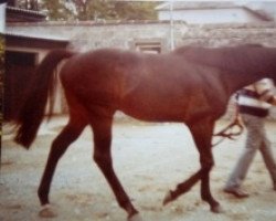 stallion Skyliner xx (Thoroughbred, 1975, from African Sky xx)