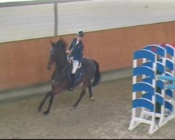 jumper Caribien M&M Z (Zangersheide riding horse, 2002, from Canabis Z)