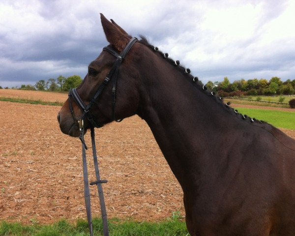 dressage horse Abydos Junior (Bavarian, 2007, from Abydos)