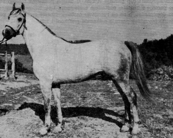 stallion 70 Lenkoran VI (Shagya Arabian, 1956, from 67 Lenkoran V)