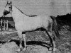 stallion 70 Lenkoran VI (Shagya Arabian, 1956, from 67 Lenkoran V)