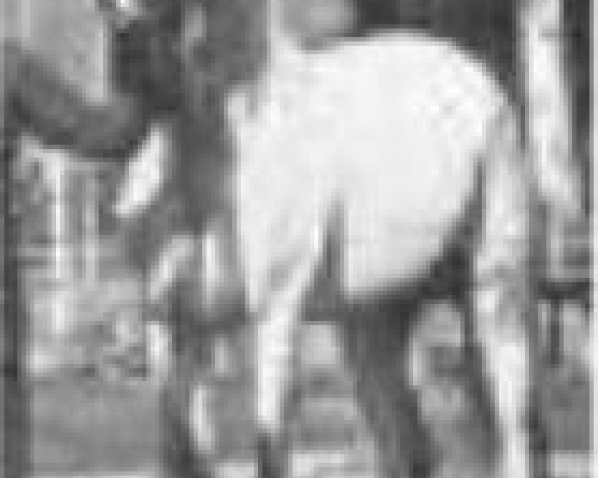 stallion Balance RAS (Arabian purebred, 1928, from Ibn Samhan 1919 RAS)