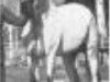 stallion Balance RAS (Arabian thoroughbred, 1928, from Ibn Samhan 1919 RAS)