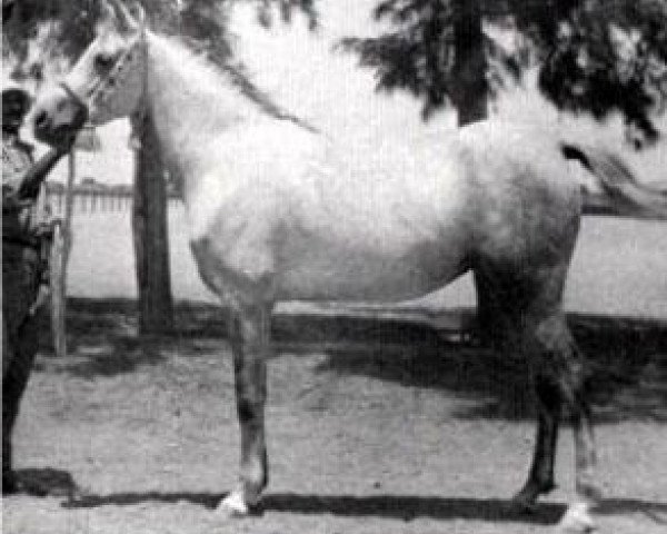 broodmare Helwa 1940 RAS (Arabian thoroughbred, 1940, from Hamran II 1930 RAS)