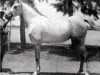 broodmare Helwa 1940 RAS (Arabian thoroughbred, 1940, from Hamran II 1930 RAS)