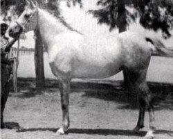 broodmare Helwa 1940 RAS (Arabian thoroughbred, 1940, from Hamran II 1930 RAS)