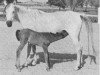 broodmare Nefisa 1945 RAS (Arabian thoroughbred, 1945, from Balance RAS)