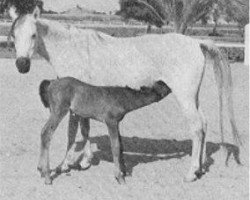 broodmare Nefisa 1945 RAS (Arabian thoroughbred, 1945, from Balance RAS)