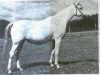 broodmare Nadja 1955 EAO (Arabian thoroughbred, 1955, from Nazeer 1934 RAS)