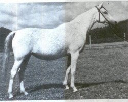 broodmare Nadja 1955 EAO (Arabian thoroughbred, 1955, from Nazeer 1934 RAS)