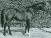 horse Daikir ox (Arabian thoroughbred, 1959, from Karmin 1952 ox)