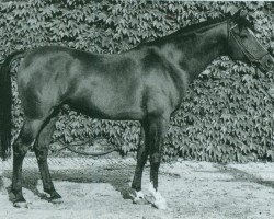 Deckhengst Daikir ox (Vollblutaraber, 1959, von Karmin 1952 ox)