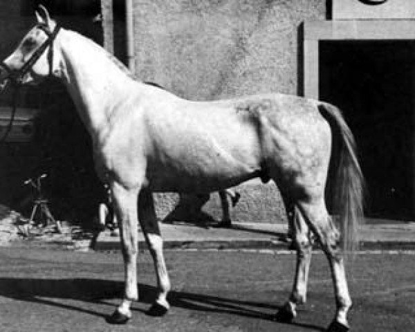 stallion Nabuch 1964 ox (Arabian thoroughbred, 1964, from Daikir ox)