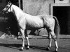 stallion Nabuch 1964 ox (Arabian thoroughbred, 1964, from Daikir ox)