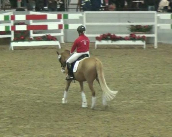 dressage horse Delia N (German Riding Pony, 2004, from FS Don't Worry)