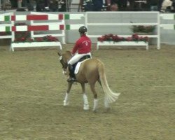 horse Delia N (German Riding Pony, 2004, from FS Don't Worry)